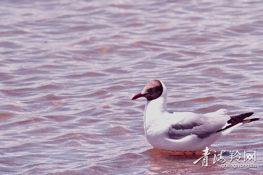 三江源,鸟类栖息的乐园
