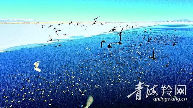 赤嘴潜鸭光临柴达木