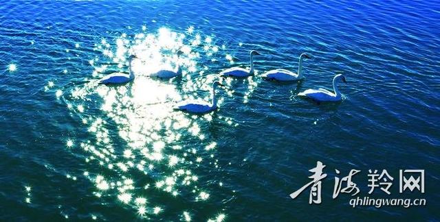 赤嘴潜鸭光临柴达木