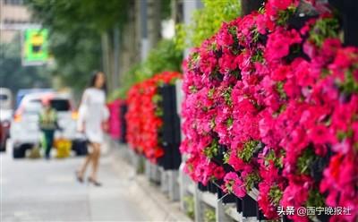 中区：群众绿色幸福感越来越强